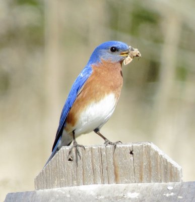 Eastern Bluebird