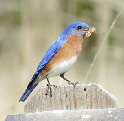 Eastern Bluebird
