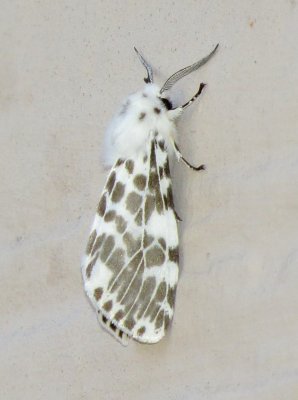 Fall Webworm Moth