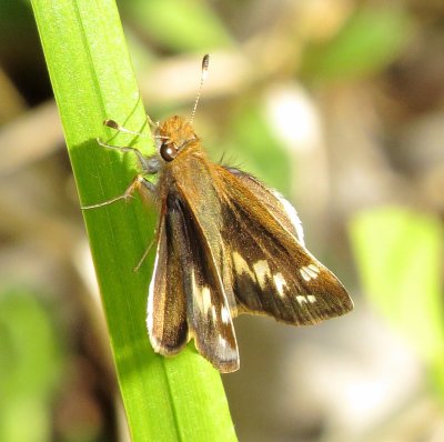 Zabulon Skipper