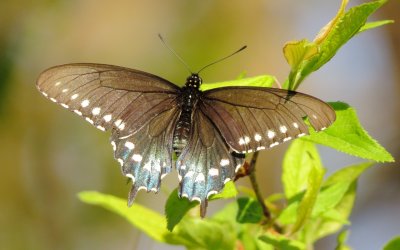 Pipevine Swallowtail