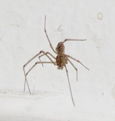 Spitting Spider Species