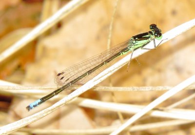 Eastern Forktail