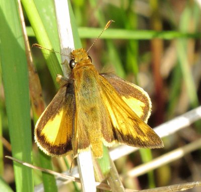 Zabulon Skipper