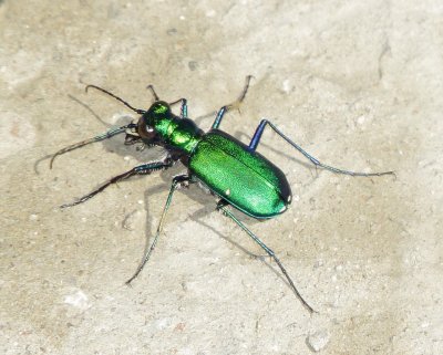Six-Spotted Tiger Beetle