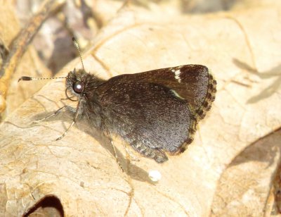 Common Roadside Skipper