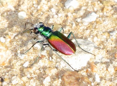 Festive Tiger Beetle
