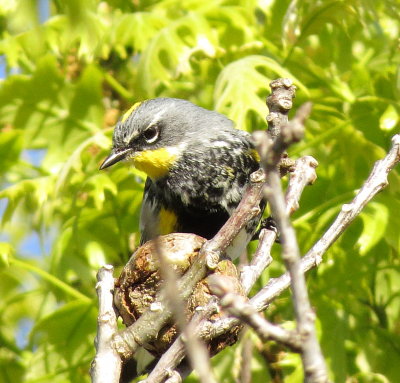 Audubon's Warbler
