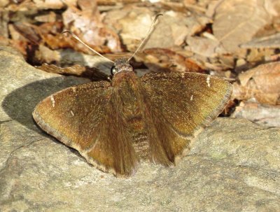 Northern Cloudywing