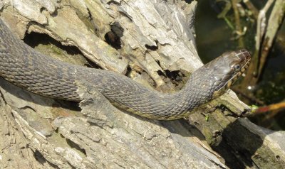 Plain Bellied Watersnake