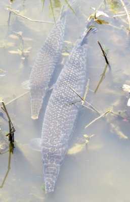 Spotted Gar