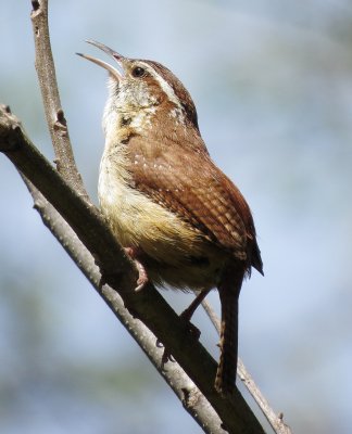 Carolina Wren