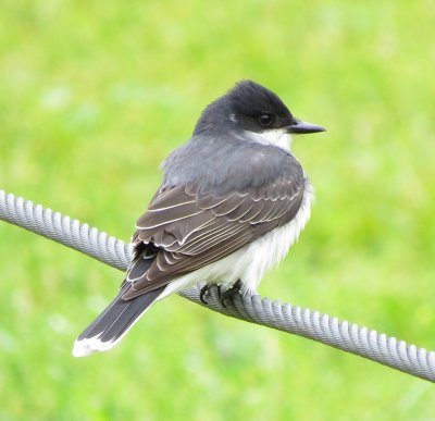 Eastern Kingbird