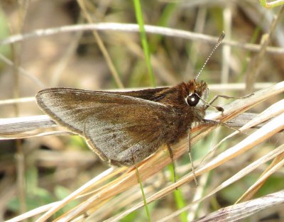 Dusted Skipper