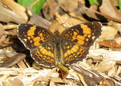 Silvery Checkerspot