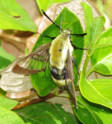 Snowberry Clearwing