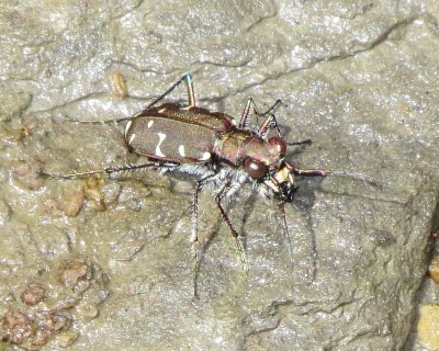 Twelve-Spotted Tiger Beetle