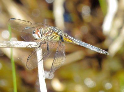 Blue Dasher