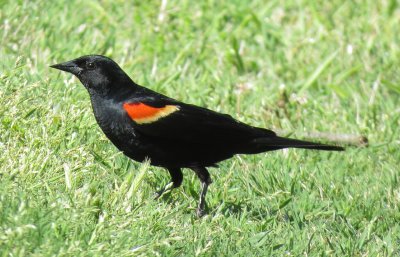 Red-Winged Blackbird