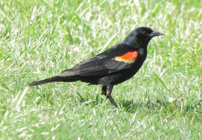 Red-Winged Blackbird