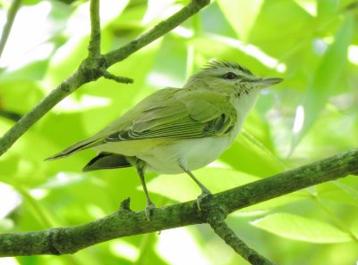 Red-Eyed Vireo