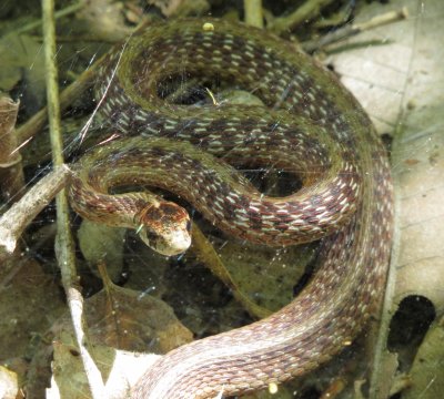 Dekay's Brown Snake