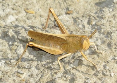 Mischievous Bird Grasshopper
