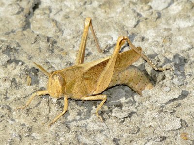 Mischievous Bird Grasshopper