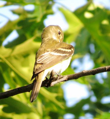 Empidonax Species