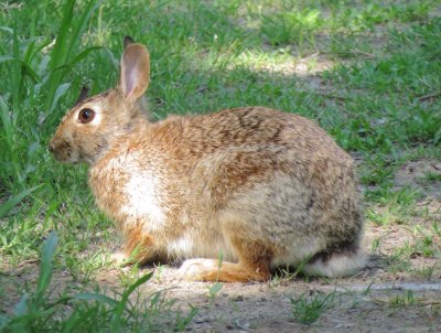 Eastern Cottontail