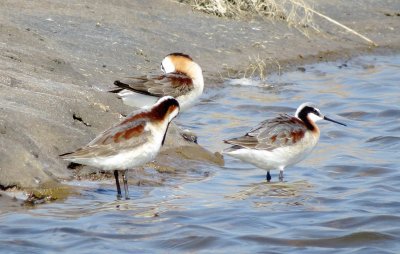 Wilson's Phalarope