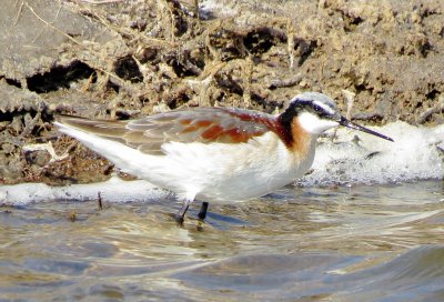 Wilson's Phalarope