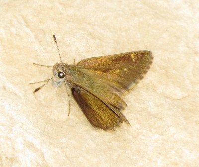 Bronze Roadside-Skipper