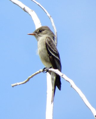 Western Wood Pewee