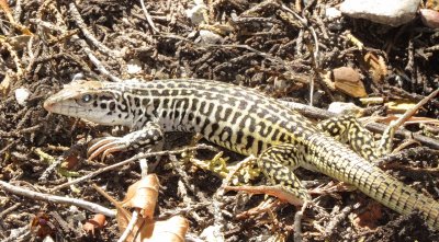 Common Checkered Whiptail
