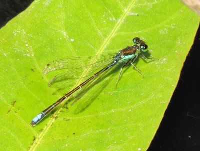 Black-Fronted Forktail
