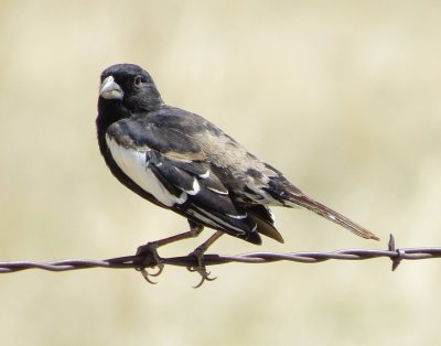 Lark Bunting