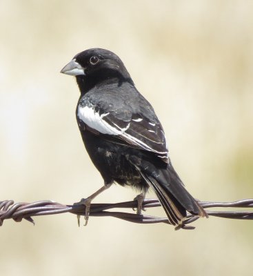Lark Bunting