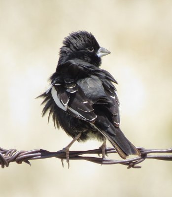 Lark Bunting