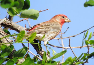 House Finch