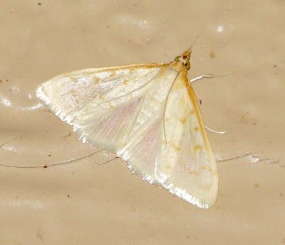 Hahncappsia Pergilvalis