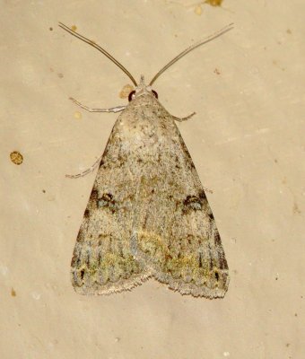Unidentified Moth Species