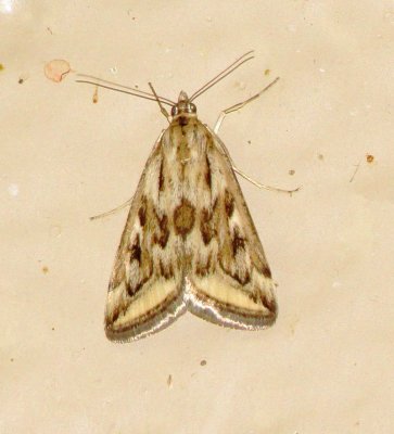 Alfalfa Webworm Moth