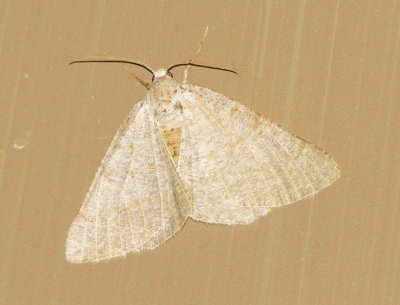 Unidentified Moth Species