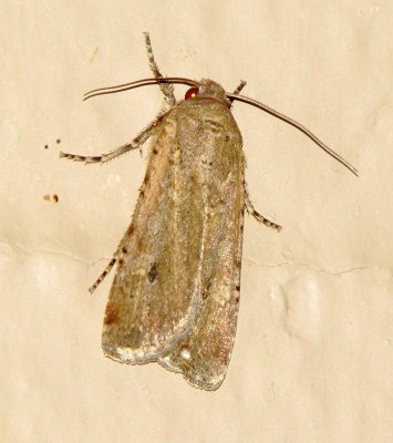 Unidentified Moth Species