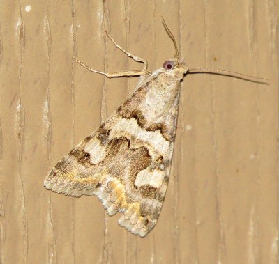 Deduced Graphic Moth