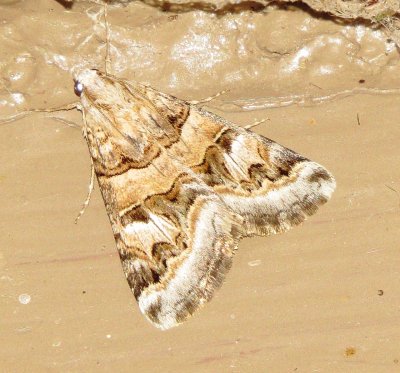 Drasteria Mirifica