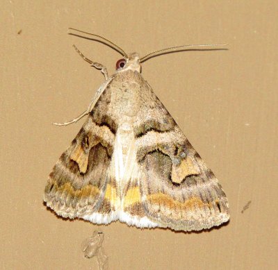 Deduced Graphic Moth