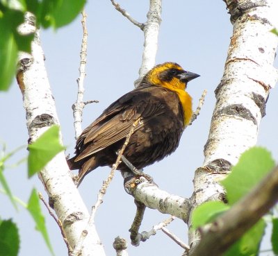 Yellow-Headed Blackbird