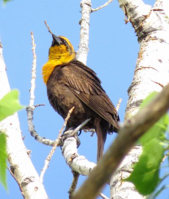 Yellow-Headed Blackbird